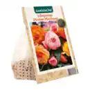 Bild 4 von GARDENLINE Knollenbegonien