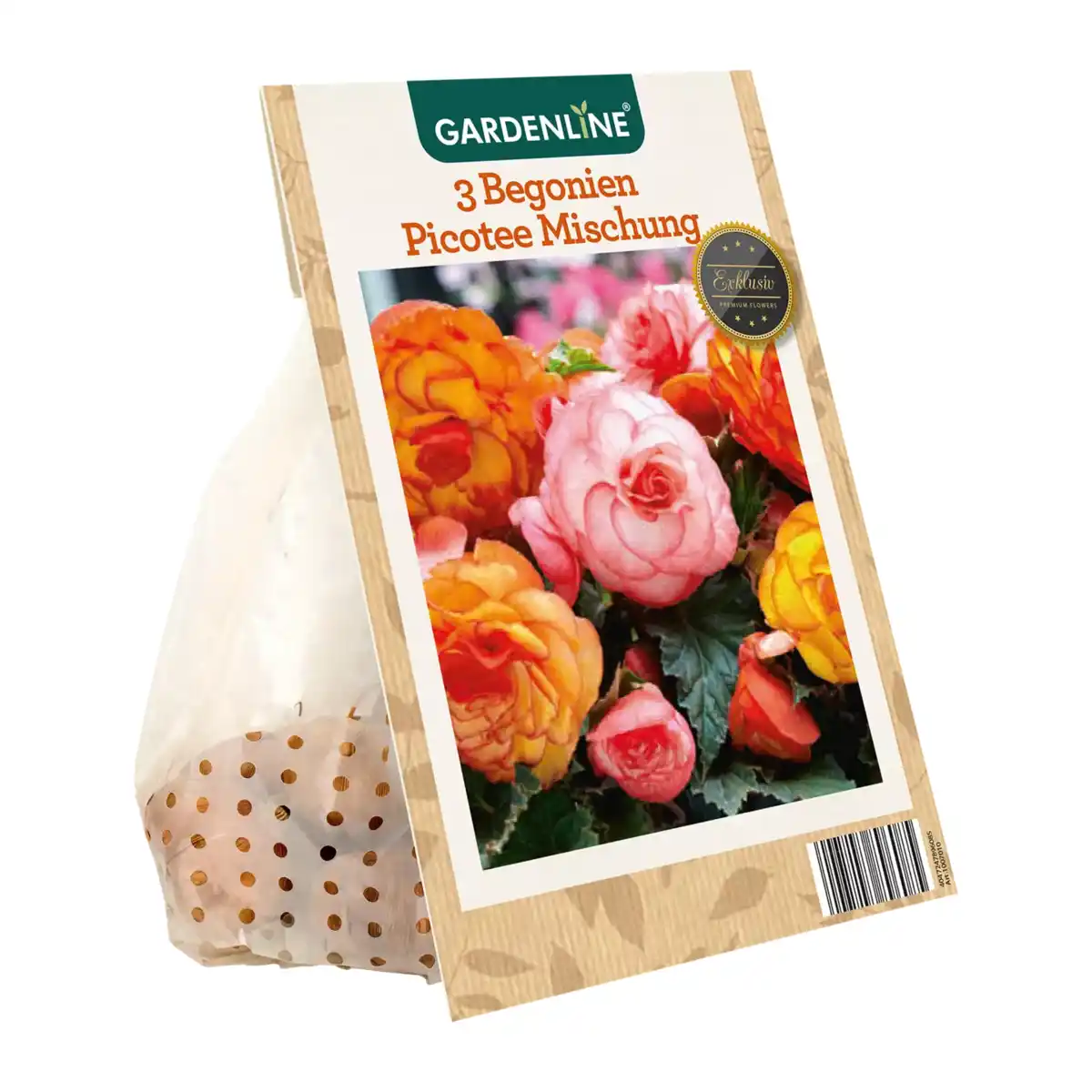 Bild 4 von GARDENLINE Knollenbegonien