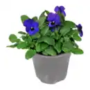 Bild 4 von GARDENLINE Frühlingspflanze