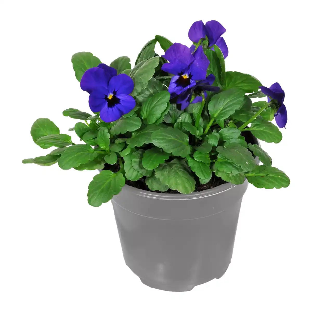 Bild 4 von GARDENLINE Frühlingspflanze