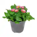 Bild 2 von GARDENLINE Frühlingspflanze