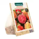 Bild 3 von GARDENLINE Knollenbegonien