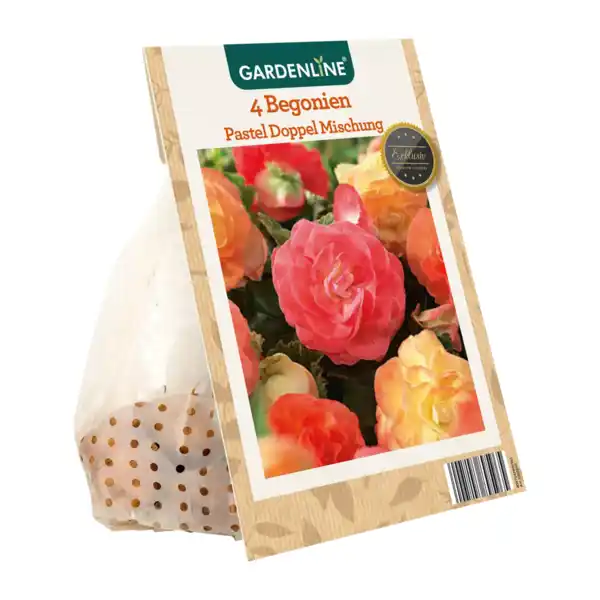 Bild 3 von GARDENLINE Knollenbegonien