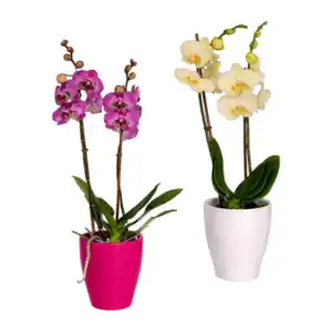 GARDENLINE Phalaenopsis