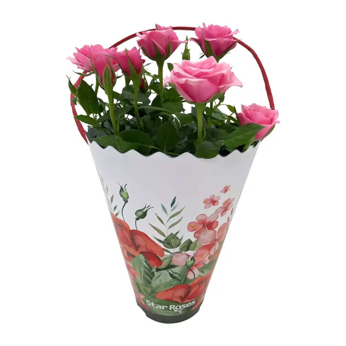 Bild 4 von GARDENLINE Rosen in Dekotasche