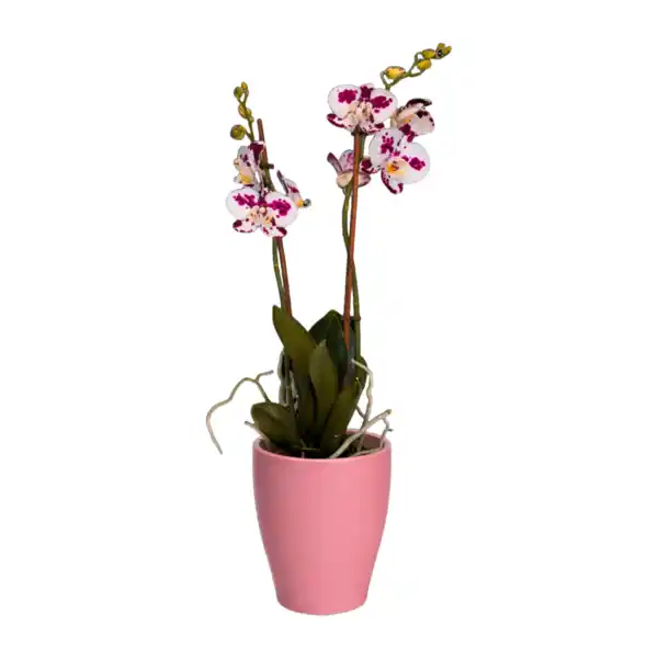 Bild 2 von GARDENLINE Phalaenopsis