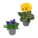 Bild 1 von GARDENLINE Frühlingspflanze