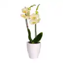 Bild 3 von GARDENLINE Phalaenopsis