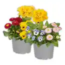 Bild 1 von Spring Checkies Trio Mix