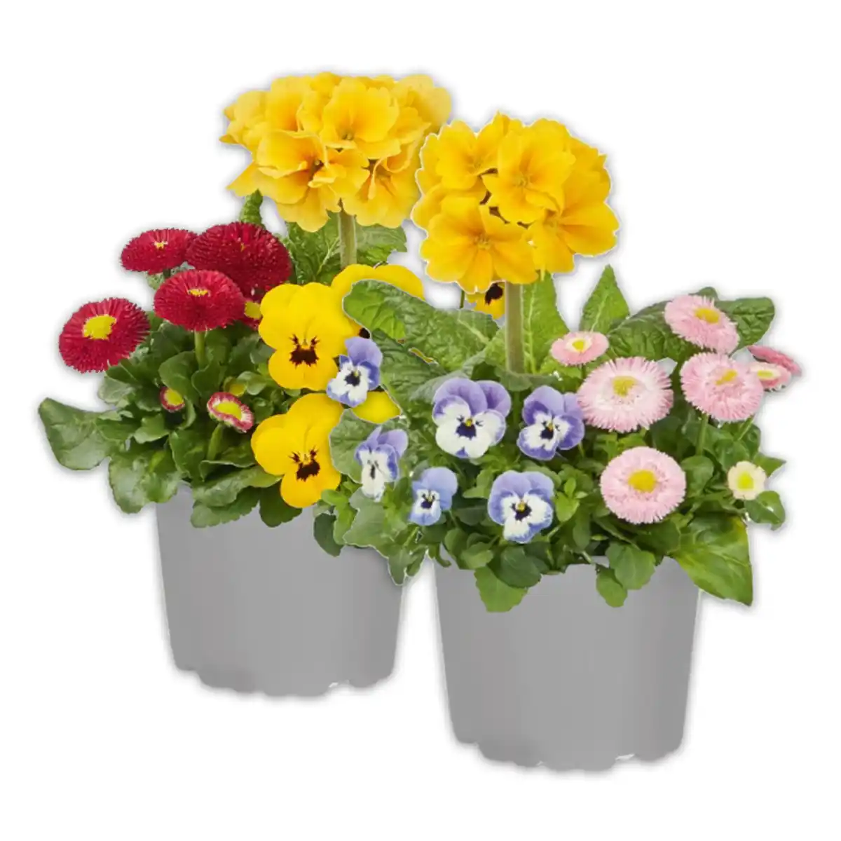 Bild 1 von Spring Checkies Trio Mix