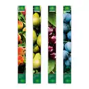 Bild 1 von Finest Garden Obstbäume