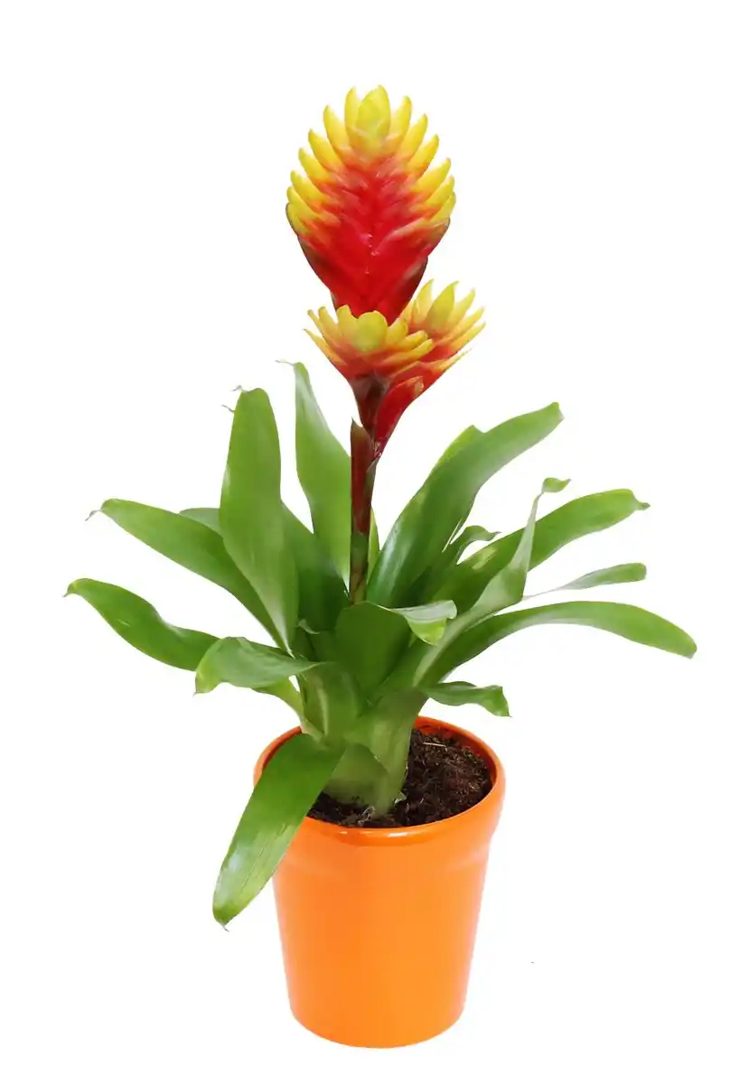 Bild 2 von Zimmerpflanze im Keramik-Übertopf