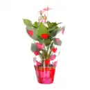 Bild 3 von GARDENLINE Anthurie