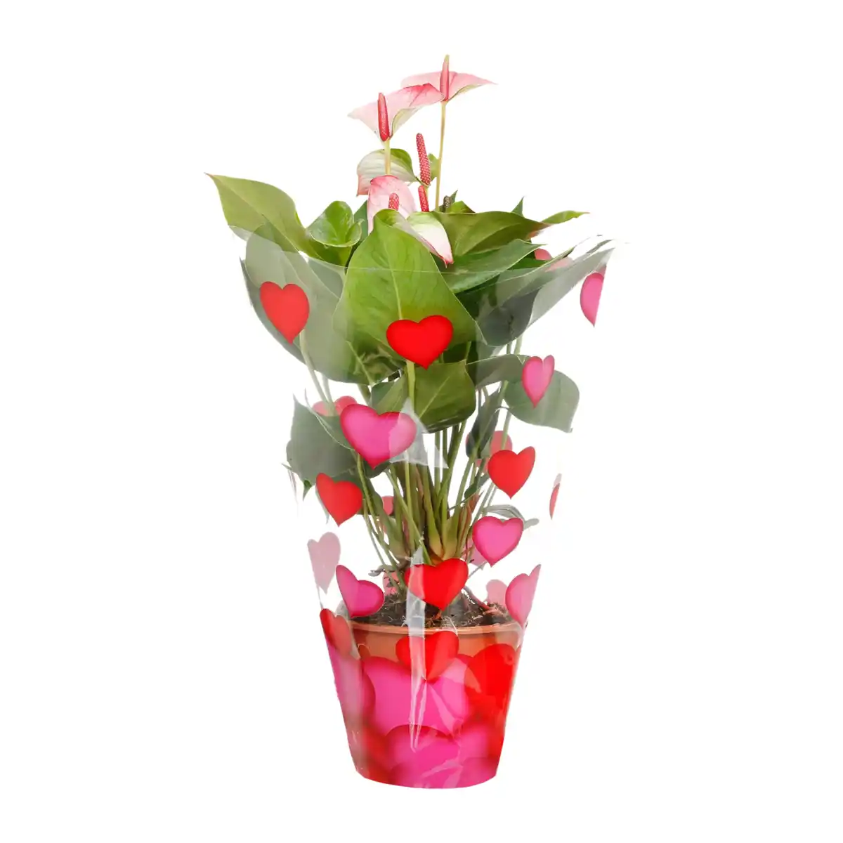 Bild 3 von GARDENLINE Anthurie