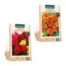 Bild 1 von GARDENLINE Knollenbegonien