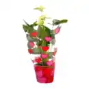 Bild 4 von GARDENLINE Anthurie