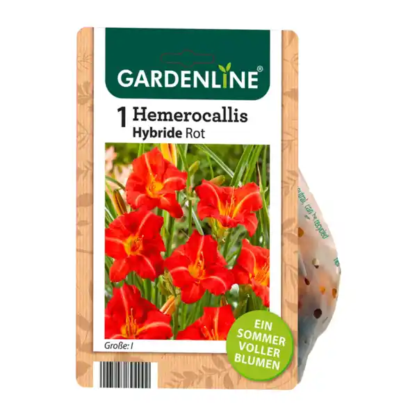 Bild 3 von GARDENLINE Stauden / Knollen