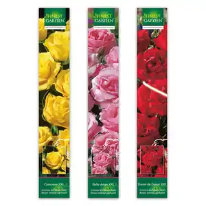 Finest Garden Premium Duftrosen XXL