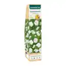 Bild 4 von GARDENLINE Zierstrauch