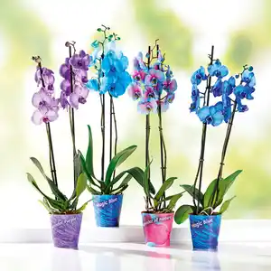 "Wonder Mix" Orchidee
