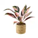 Bild 3 von HOME CREATION Künstliche Topfpflanze