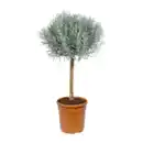 Bild 3 von GARDENLINE Mediterranes Stämmchen