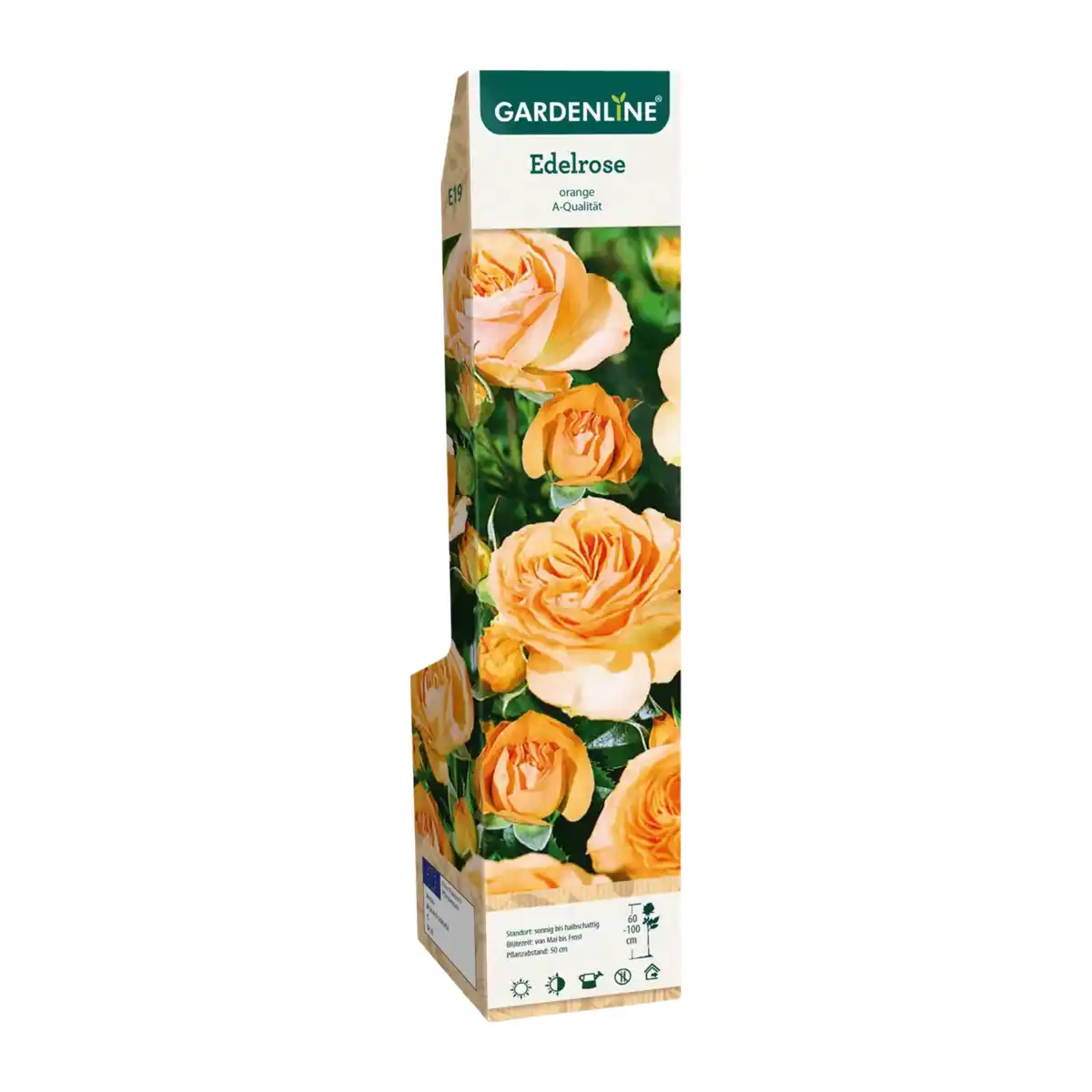 Bild 3 von GARDENLINE Edel- / Beet- / Kletterrose