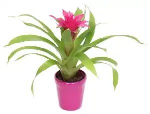 Zimmerpflanze im Keramik-Übertopf