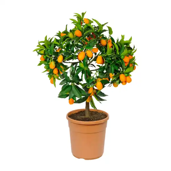 Bild 2 von GARDENLINE Mediterranes Stämmchen