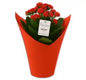 Kalanchoe „Rosalina in Love“*