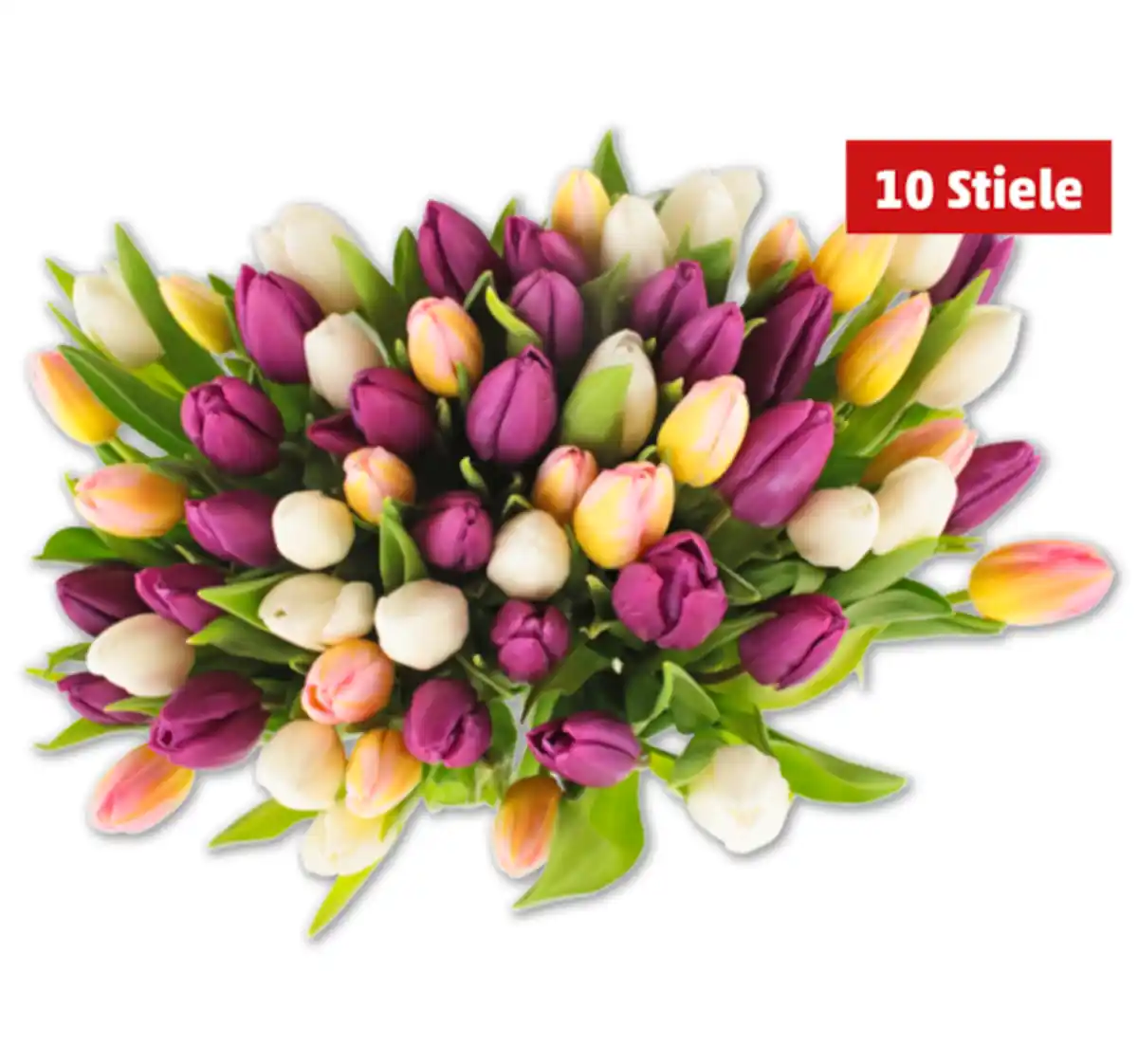 Bild 1 von Tulpen „Hot & fresh“*