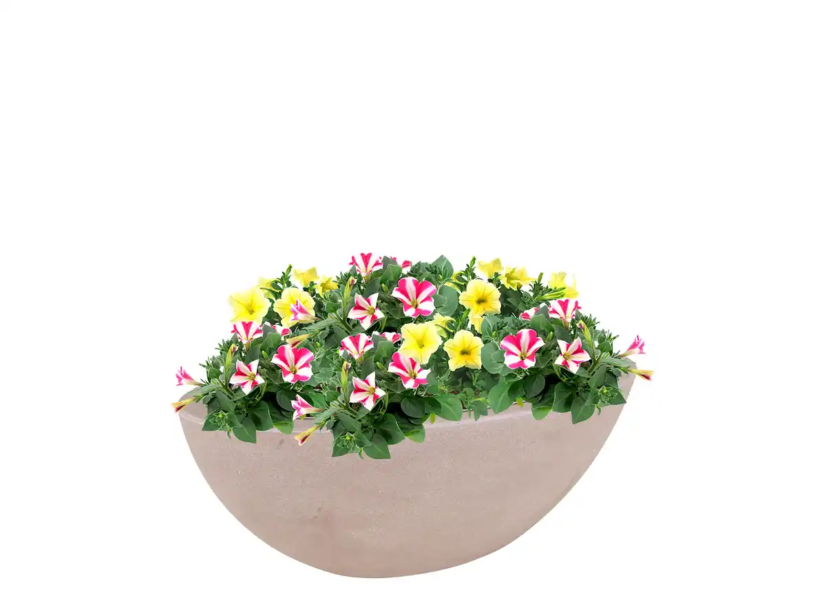 Bild 1 von Pflanzschale oval