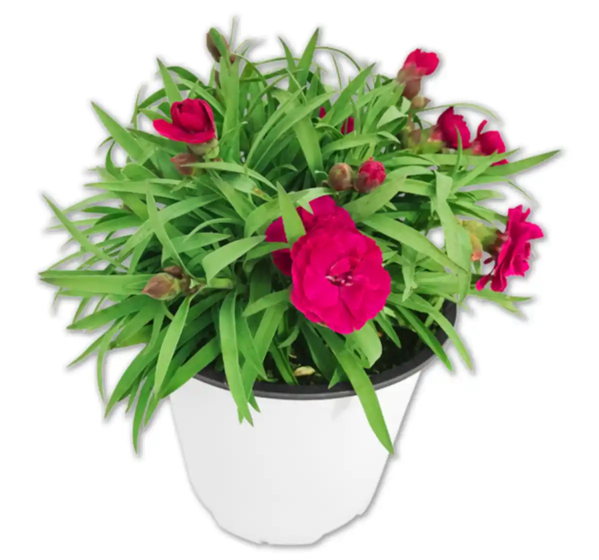 Bild 1 von Gartennelke*