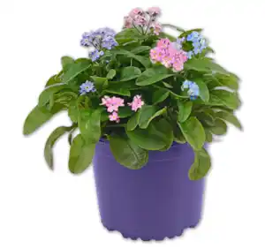 Vergissmeinnicht Trio*