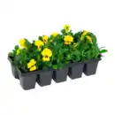 Bild 2 von GARDENLINE Frühlingsmix