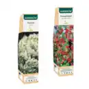 Bild 1 von GARDENLINE Zierstrauch
