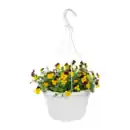 Bild 2 von GARDENLINE Viola-Ampelpflanze