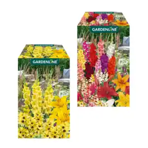 GARDENLINE Blumenzwiebeln Farbmix