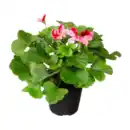 Bild 2 von GARDENLINE Edelgeranie