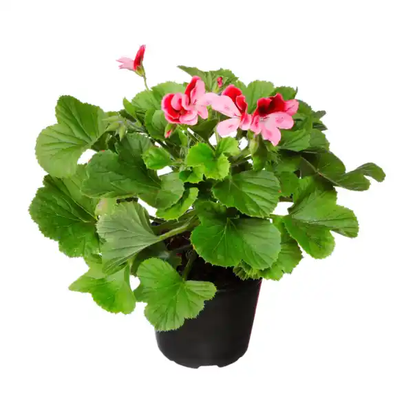 Bild 2 von GARDENLINE Edelgeranie