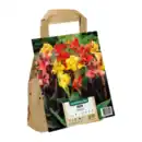 Bild 2 von GARDENLINE Blumenzwiebeln