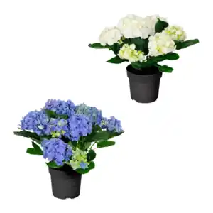 GARDENLINE Hortensien-Busch