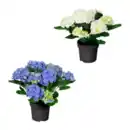 Bild 1 von GARDENLINE Hortensien-Busch