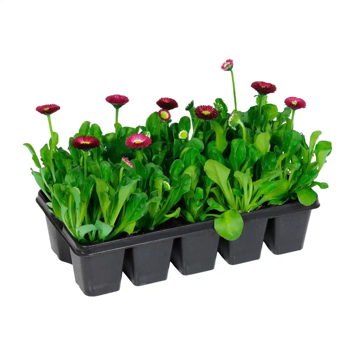 Bild 1 von GARDENLINE Frühlingsmix