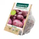 Bild 2 von GARDENLINE Premium-Pflanzkartoffeln