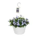 Bild 4 von GARDENLINE Viola-Ampelpflanze