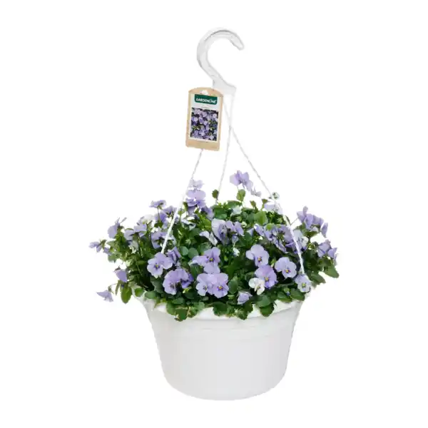 Bild 4 von GARDENLINE Viola-Ampelpflanze