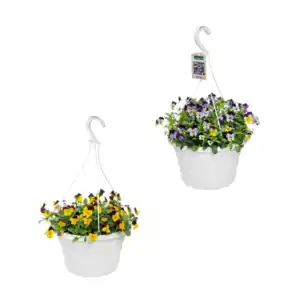 GARDENLINE Viola-Ampelpflanze