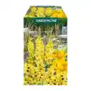 Bild 2 von GARDENLINE Blumenzwiebeln Farbmix