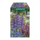 Bild 4 von GARDENLINE Blumenzwiebeln Farbmix